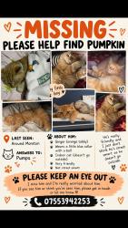 Lost Male Cat last seen Pasture crescent, Moreton, England CH46 8SU