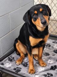 Shelter Stray Female Dog last seen Near WALHALLA HWY PICKENS, SC, PICKENS COUNTY, SC, 193 County Farm Rd, Pickens, SC 29671, USA