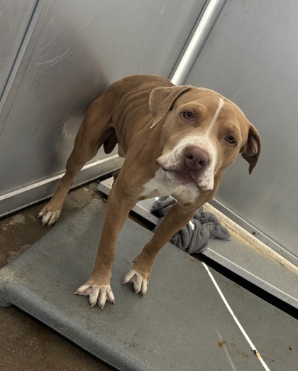 Shelter Stray Male Dog last seen Near PURINGTON AVE, East District, TX, 355 Hillshire Dr, Haslet, TX 76052, USA