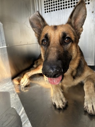 Shelter Stray Male Dog last seen Near AVE K, Central District, TX, 355 Hillshire Dr, Haslet, TX 76052, USA