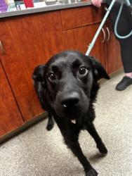 Shelter Stray Male Dog last seen woodside, Middletown, OH, 1820 Princeton Rd, Hamilton, OH 45011, USA
