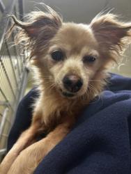 Shelter Stray Male Dog last seen Near block Elvin, Hamilton, OH, 1820 Princeton Rd, Hamilton, OH 45011, USA