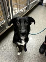Shelter Stray Female Dog last seen salvation army parking lot marie drive, Middletown, OH, 1820 Princeton Rd, Hamilton, OH 45011, USA