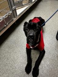 Shelter Stray Male Dog last seen 127// ST CLAIR AVE, Hamilton, OH, 1820 Princeton Rd, Hamilton, OH 45011, USA