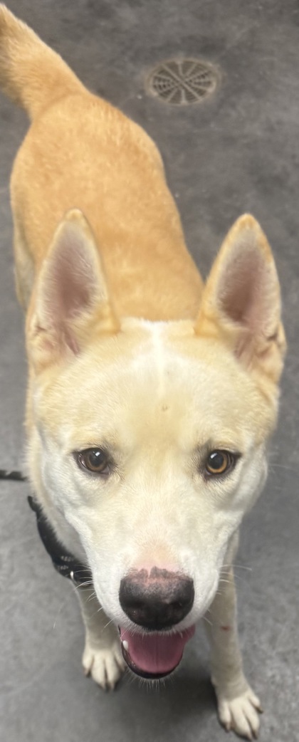 Shelter Stray Male Dog last seen Near Anita Drive, Berkeley County, SC, 2455 Remount Rd, North Charleston, SC 29406, USA