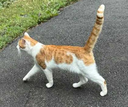 Shelter Stray Male Cat last seen Fairfax, VA 22031, Bulova Ln & Andrew Ln, Fairfax County, VA, 4500 West Ox Rd, Fairfax, VA 22030, USA