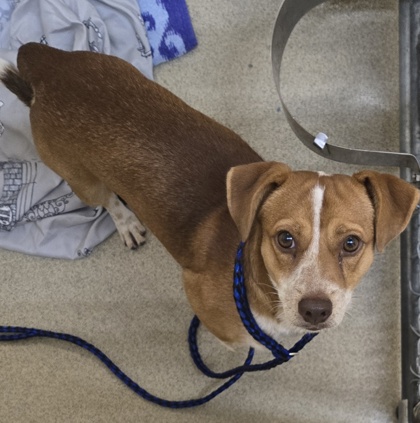 Shelter Stray Male Dog last seen Near S Broadway st, IRC AC, FL, 6230 77th St, Vero Beach, FL 32967, USA