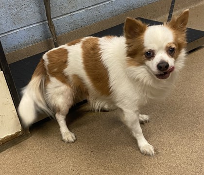 Shelter Stray Male Dog last seen Near Wellington Court, 30034, GA, 3280 Chamblee Dunwoody Rd, Chamblee, GA 30341, USA