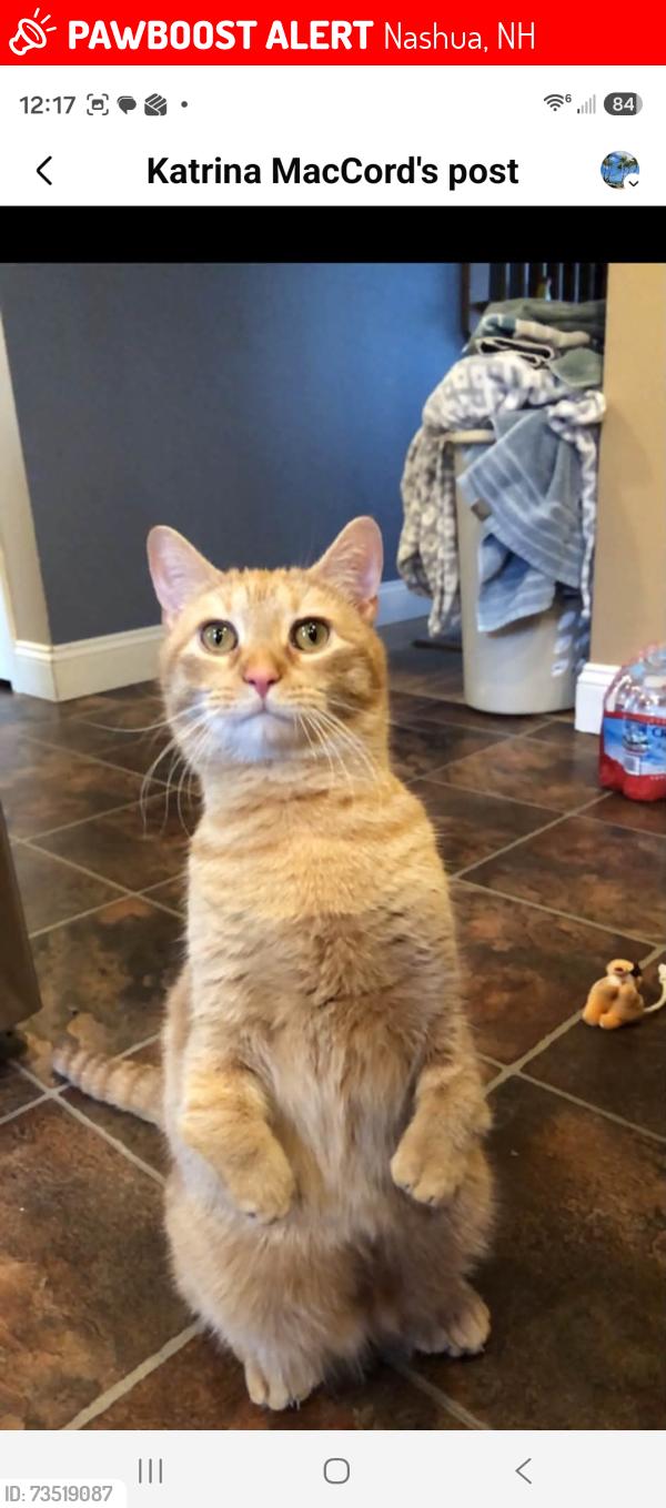 Lost Male Cat last seen Hunters Lane, Nashua, NH 03063
