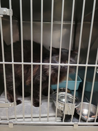 Shelter Stray Unknown Cat last seen Cicero Rd and 206th St, Hamilton County, IN, 10501 Hague Rd, Fishers, IN 46038, USA