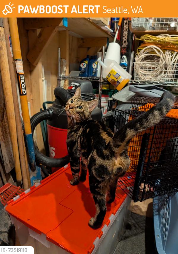 Found/Stray Male Cat last seen Magnuson Park, Seattle, WA 98115