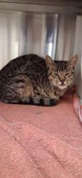 Shelter Stray Unknown Cat last seen Near Fulton Industrial Blvd NW, Atlanta, GA, 1251 Fulton Industrial Blvd NW, Atlanta, GA 30336, USA