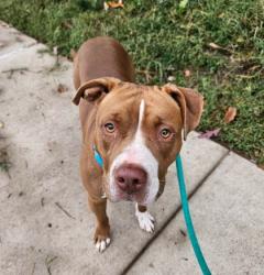 Shelter Stray Female Dog last seen Near Ravenwood Ave, 21213, MD, 2490 Giles Rd, Baltimore, MD 21225, USA