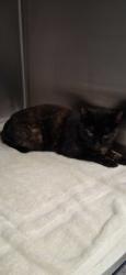 Shelter Stray Female Cat last seen Near veterans memorial hwy se, Other, GA, 1251 Fulton Industrial Blvd NW, Atlanta, GA 30336, USA