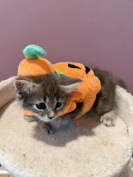 Shelter Stray Male Cat last seen Near N fulton ave, 21223, MD, 2490 Giles Rd, Baltimore, MD 21225, USA