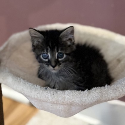 Shelter Stray Female Cat last seen Near N fulton ave, 21223, MD, 2490 Giles Rd, Baltimore, MD 21225, USA