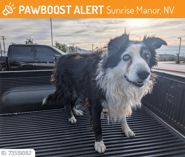 Found/Stray Unknown Dog last seen Charleston and Sloan, Sunrise Manor, NV 89142