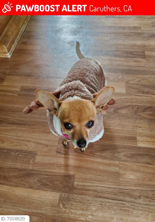 Lost Female Dog last seen Ontario and Quince, Caruthers, CA 93609