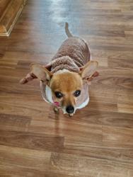Lost Female Dog last seen Ontario and Quince, Caruthers, CA 93609