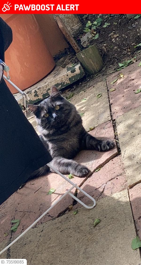 Lost Male Cat last seen Lansdowne hill, Norwood, England SE27 0BY