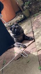 Lost Male Cat last seen Lansdowne hill, Norwood, England SE27 0BY