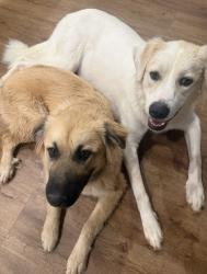 Reunited Male Dog last seen La Mancha and Ryan, Denton, TX 76210