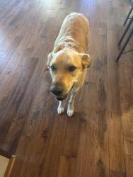 Found/Stray Male Dog last seen hmstd and 135th St, Lexington Township, KS 66061