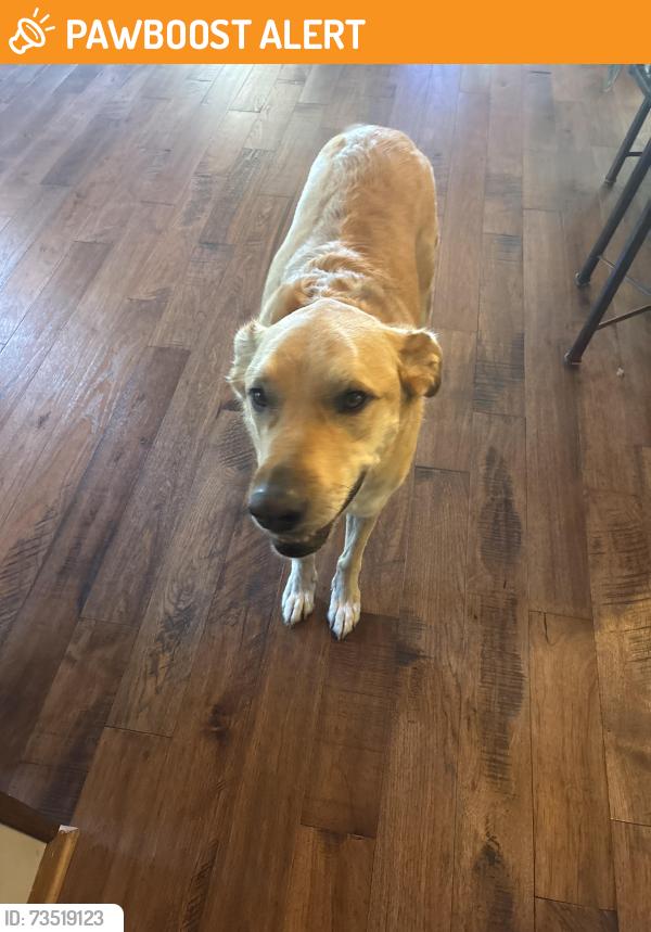 Found/Stray Male Dog last seen hmstd and 135th St, Lexington Township, KS 66061