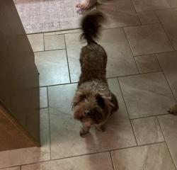 Lost Female Dog last seen Near Salem Rd, Covington, Ga, Usa, Covington, GA 30016