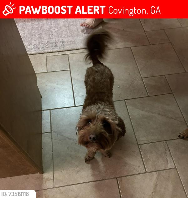 Lost Female Dog last seen Near Salem Rd, Covington, Ga, Usa, Covington, GA 30016