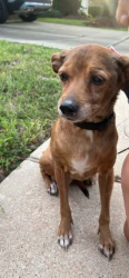 Lost Female Dog last seen goodson middle school, Cypress, TX 77429