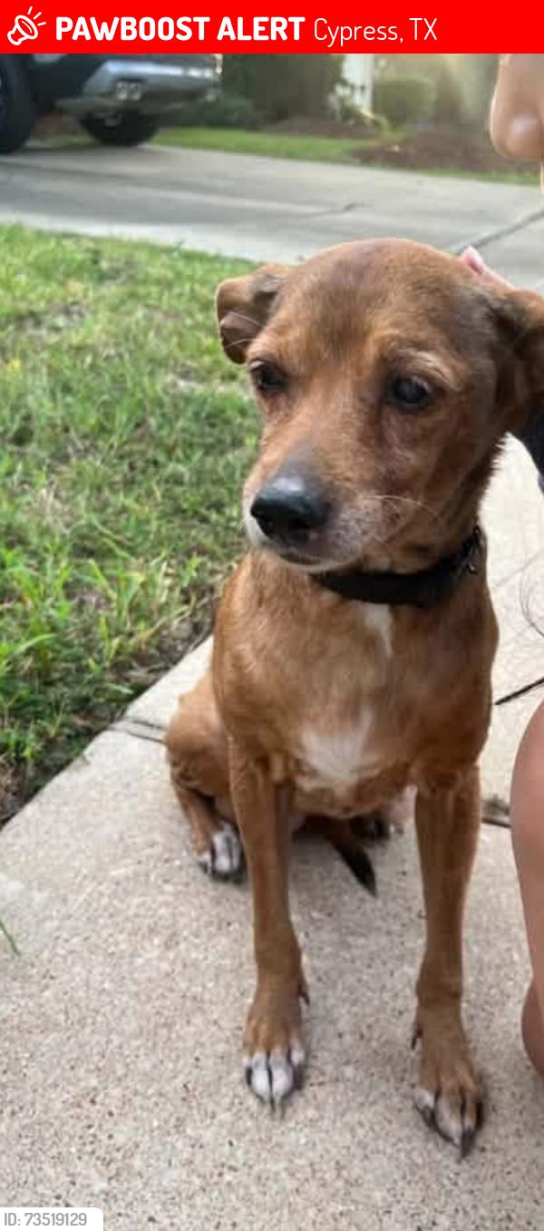 Lost Female Dog last seen goodson middle school, Cypress, TX 77429