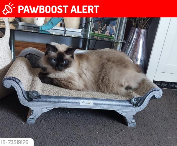 Lost Female Cat last seen Near loose road, Kent, England ME15 9UT