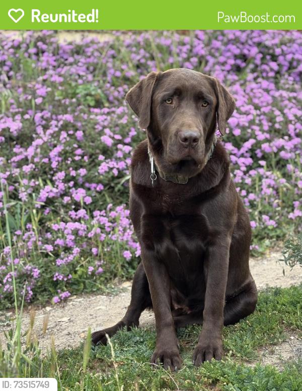 Reunited Male Dog last seen Wrightwood & West Likac, Bonsall, CA 92003
