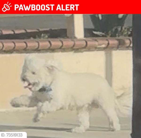 Lost Male Dog last seen Santa Fe ave, Florence-Graham, CA 90255