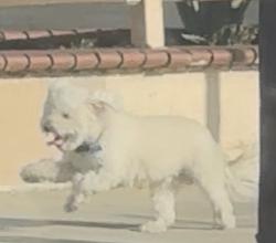 Lost Male Dog last seen Santa Fe ave, Florence-Graham, CA 90255