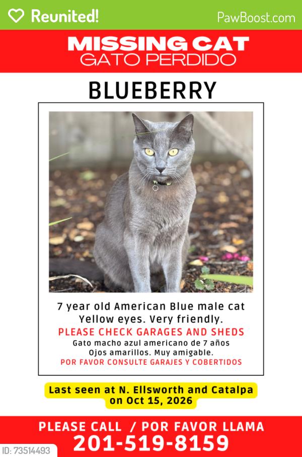 Reunited Male Cat last seen N. Ellswort at Catalpa, San Mateo, CA 94401