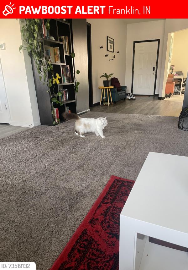 Lost Female Cat last seen Libra/ram dr, Franklin, IN 46131