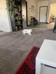 Lost Female Cat last seen Libra/ram dr, Franklin, IN 46131