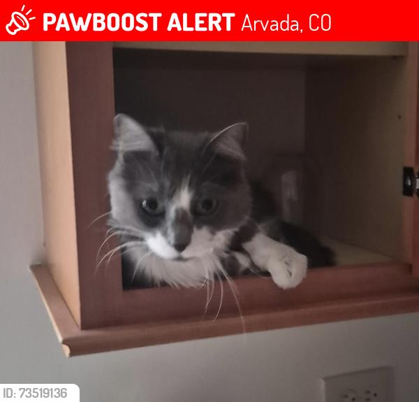Lost Female Cat last seen 52nd Ave & Dudley St, Arvada, CO 80002