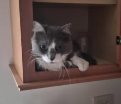 Lost Female Cat last seen 52nd Ave & Dudley St, Arvada, CO 80002