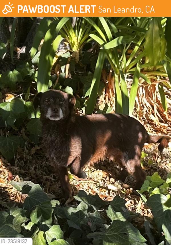 Found/Stray Male Dog last seen Dowling, San Leandro, CA 94577