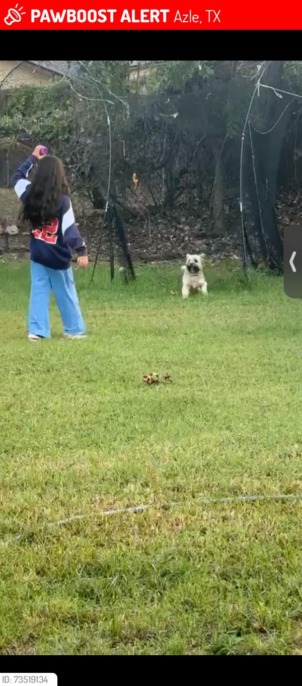 Lost Male Dog last seen Home, Azle, TX 76020