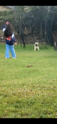 Lost Male Dog last seen Home, Azle, TX 76020