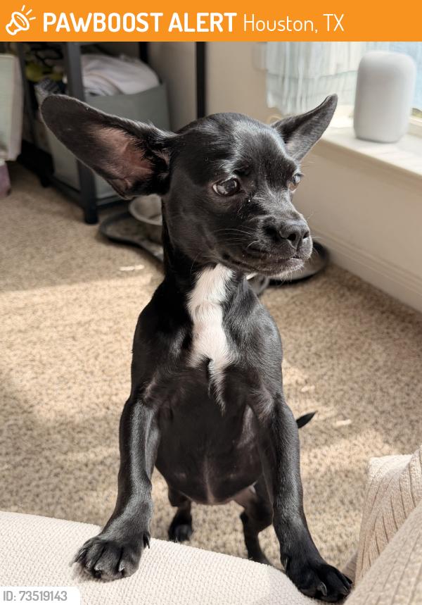 Found/Stray Female Dog last seen Baldwin and Bremond, Houston, TX 77006