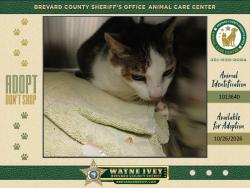Shelter Stray Female Cat last seen Mullet Avenue, MERRITT ISLAND, FL, 32952, 5100 W Eau Gallie Blvd, Melbourne, FL 32934, USA