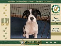 Shelter Stray Female Dog last seen Coquina Avenue, TITUSVILLE, FL, 32780, 5100 W Eau Gallie Blvd, Melbourne, FL 32934, USA