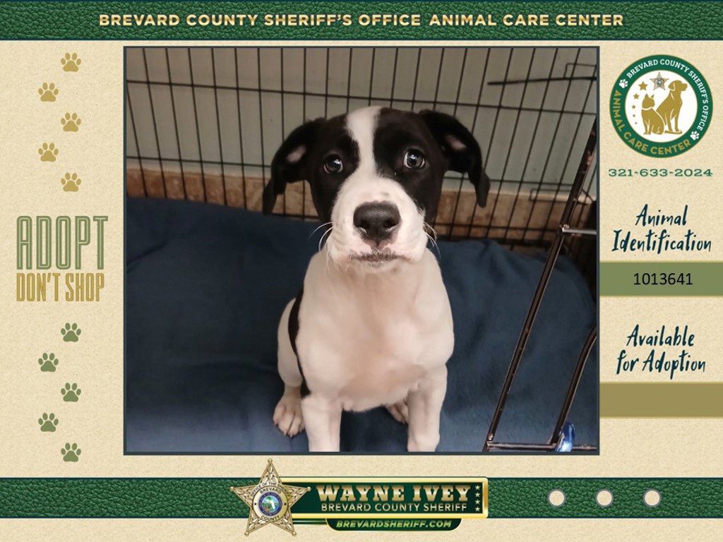 Shelter Stray Female Dog last seen Coquina Avenue, TITUSVILLE, FL, 32780, 5100 W Eau Gallie Blvd, Melbourne, FL 32934, USA