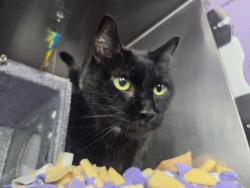 Shelter Stray Female Cat last seen Near E 169th Street, BRONX, NY, 10452, 326 E 110th St, New York, NY 10029, USA