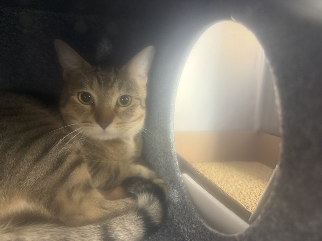 Shelter Stray Male Cat last seen Near Fteley Avenue, BRONX, NY, 10473, 326 E 110th St, New York, NY 10029, USA